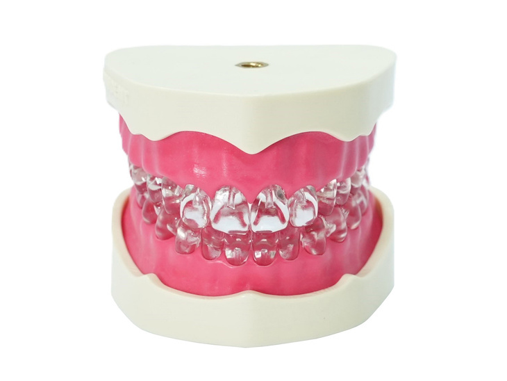 Endodontinis modelis EduDent Endoprep – abu žandikauliai, skaidrus