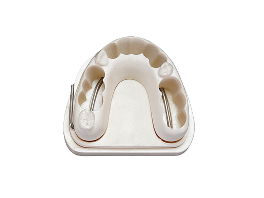 Endodontinis modelis EduDent Realendo – apatinis žandikaulis