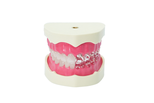 Endodontinis modelis EduDent Endoprep – abu žandikauliai, opakinis