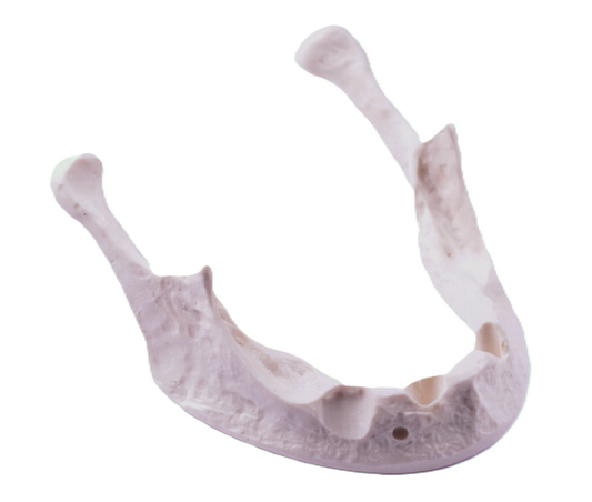 Implantologijos modelis EduDent – apatinis augmentacijai, 1 vnt.